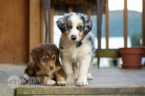 puppies on porch 2