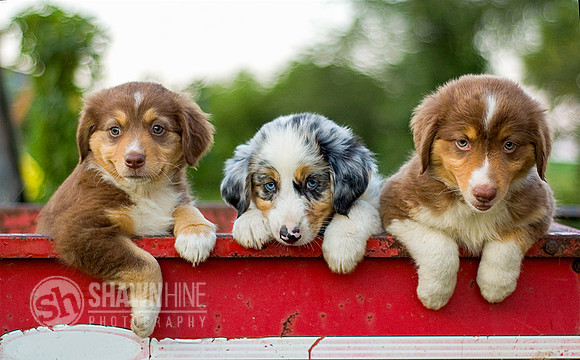 puppie in wagon