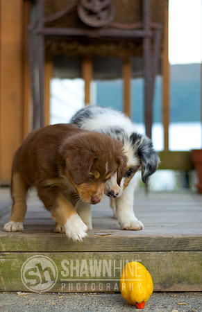 puppies on porch