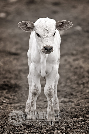 calf