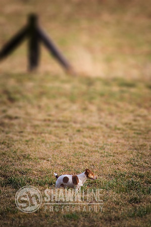 dog in field