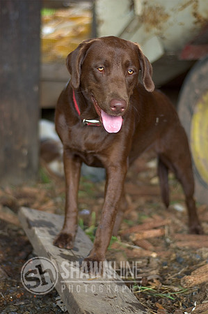 Cocoa Standing