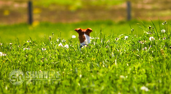 dog in high grass