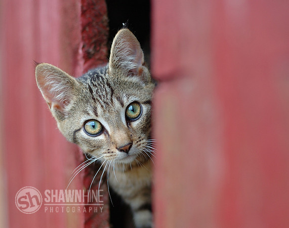 cat in barn