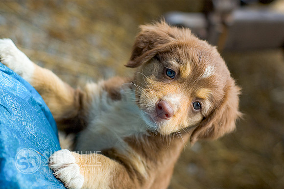 puppy