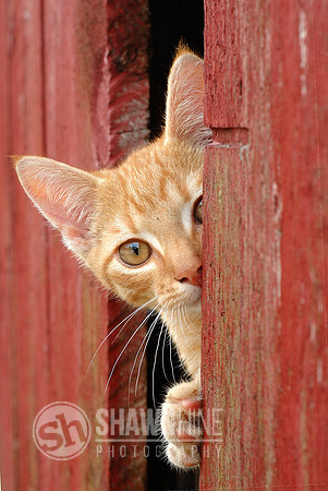 cat in barn 2